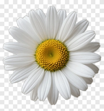 Daisy PNG