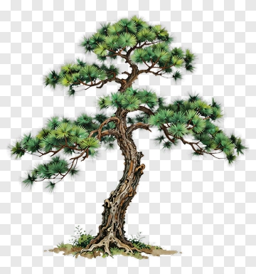 Pine Tree With Roots And Needles PNG