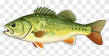 Green Fish With Orange Fins PNG