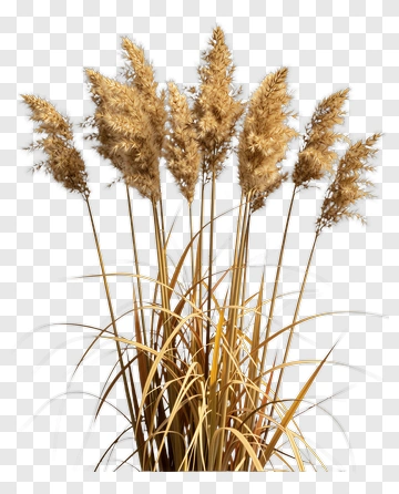 Golden Reed Grass PNG