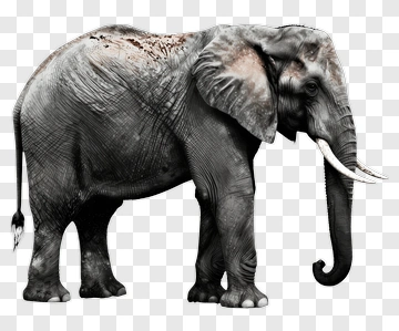 Elephant PNG
