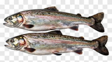 Two Rainbow Trout PNG