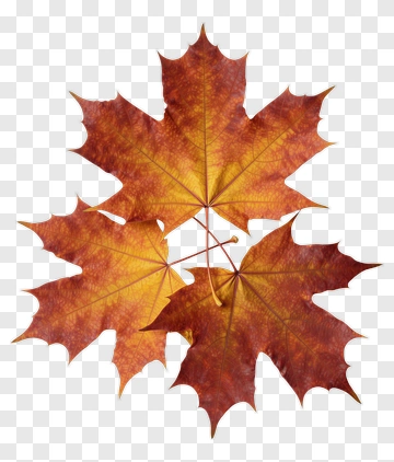 Three Maple Leaves In Autumn Colors PNG