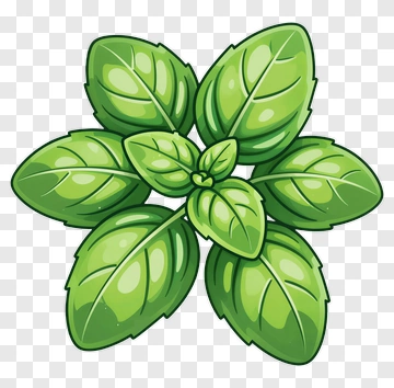 Basil Leaf PNG