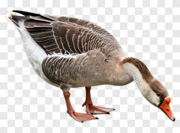 Goose PNG