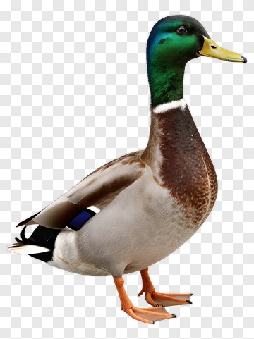 Mallard Duck In Realistic Detail PNG