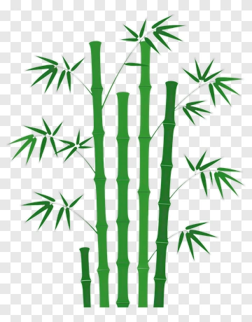 Bamboo PNG