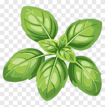 Basil Leaf PNG