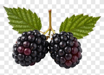 Fresh Blackberries With Leaves PNG