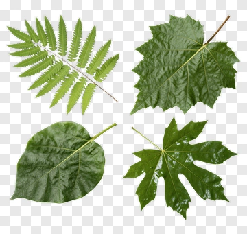 Four Types Of Leaves PNG