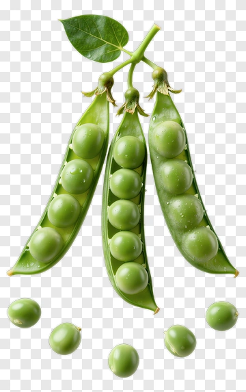 Green Pea Pods With Fresh Peas PNG