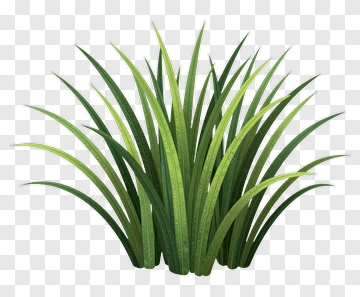 Cluster Of Grass PNG