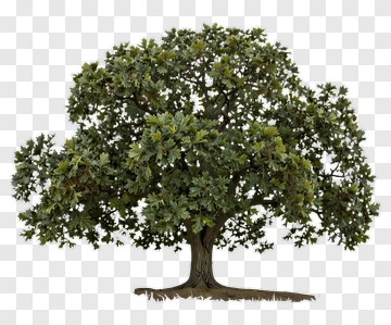Large Oak Tree With Dense Canopy PNG