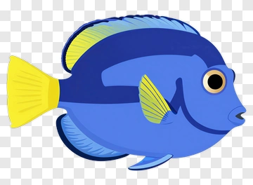 Blue Tang Fish With Yellow Fins PNG