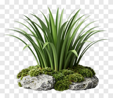 Green Plant With Moss And Stone PNG