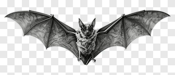 Bat With Outstretched Wings PNG