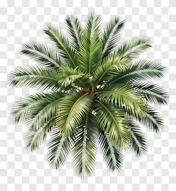 Sago Palm Top View PNG