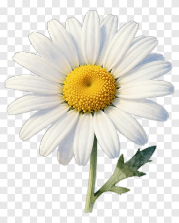 Daisy Flower With White Petals And Yellow Center PNG