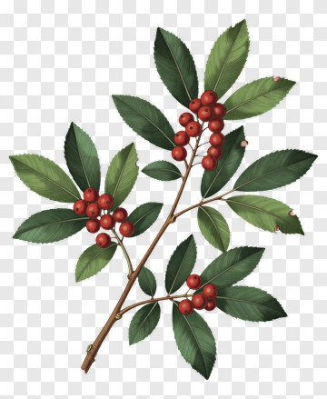 Red Berries On Green Leaves PNG