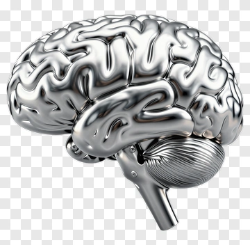 Silver Brain Model PNG