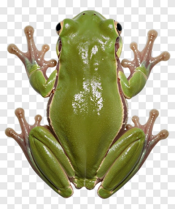 Green Tree Frog PNG