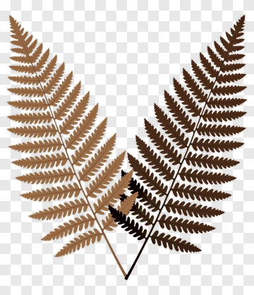 Two Fern Leaves In Brown And Beige PNG