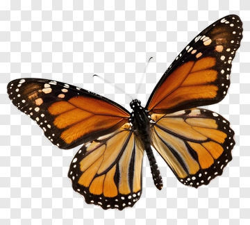 Monarch Butterfly In Flight PNG