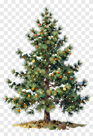 Decorated Pine Tree With Snow And Oranges PNG