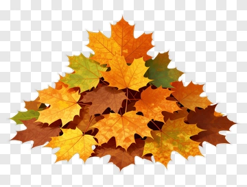 Maple Leaves In Autumn Colors PNG