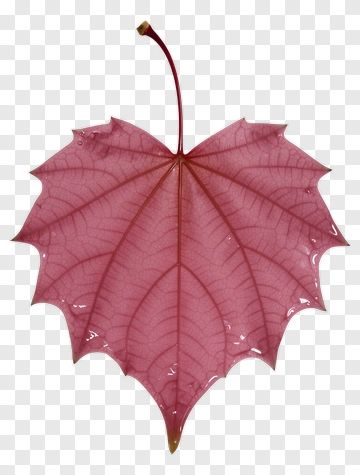Pink Leaf With Veins PNG