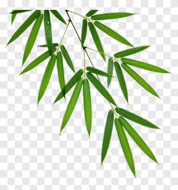 Bamboo Leaf With Water Droplets PNG