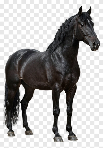 Black Horse Standing PNG