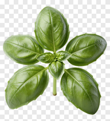 Fresh Basil Leaf PNG