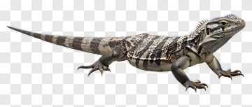Lizard With Striped Pattern PNG