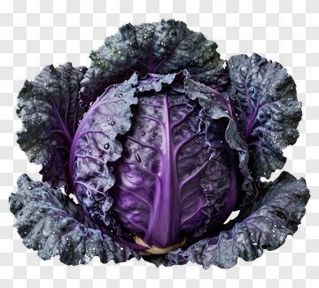 Purple Cabbage PNG