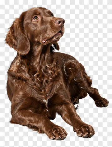 Brown Dog PNG