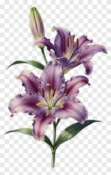 Purple Lily With Green Leaves PNG