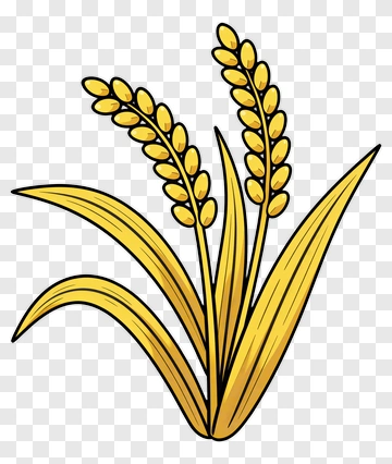Rice Plant With Golden Ears PNG