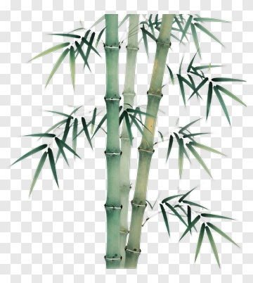 Bamboo PNG