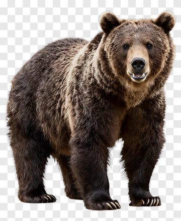 Brown Bear Standing PNG