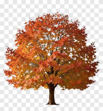 Autumn Tree With Vibrant Leaves PNG