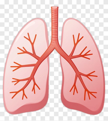 Human Lungs With Bronchi PNG