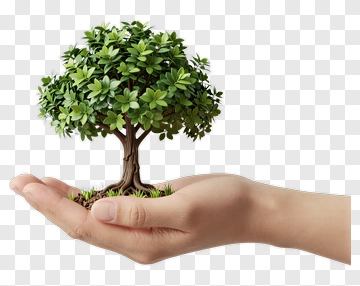 Hand Holding A Small Tree PNG