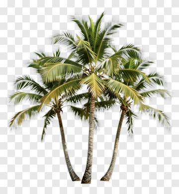 Palm Tree PNG