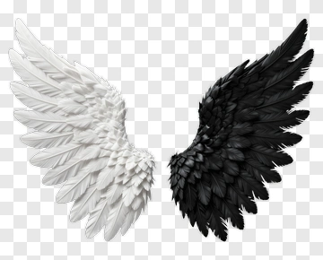 White And Black Wings PNG