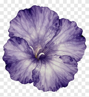 Purple Watercolor Flower PNG