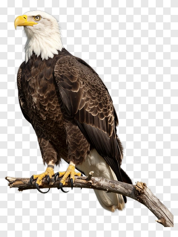 Bald Eagle Perched On Branch PNG