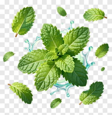 Mint Leaves With Water Splash PNG