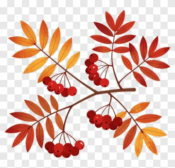 Branch With Berries And Autumn Leaves PNG