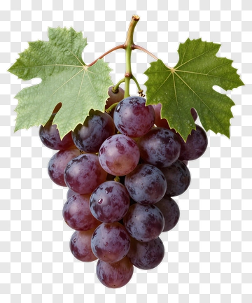 Cluster Of Purple Grapes With Vine Leaves PNG